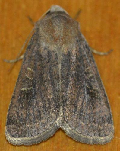 Réf. 252 534 : Xestia xanthographa